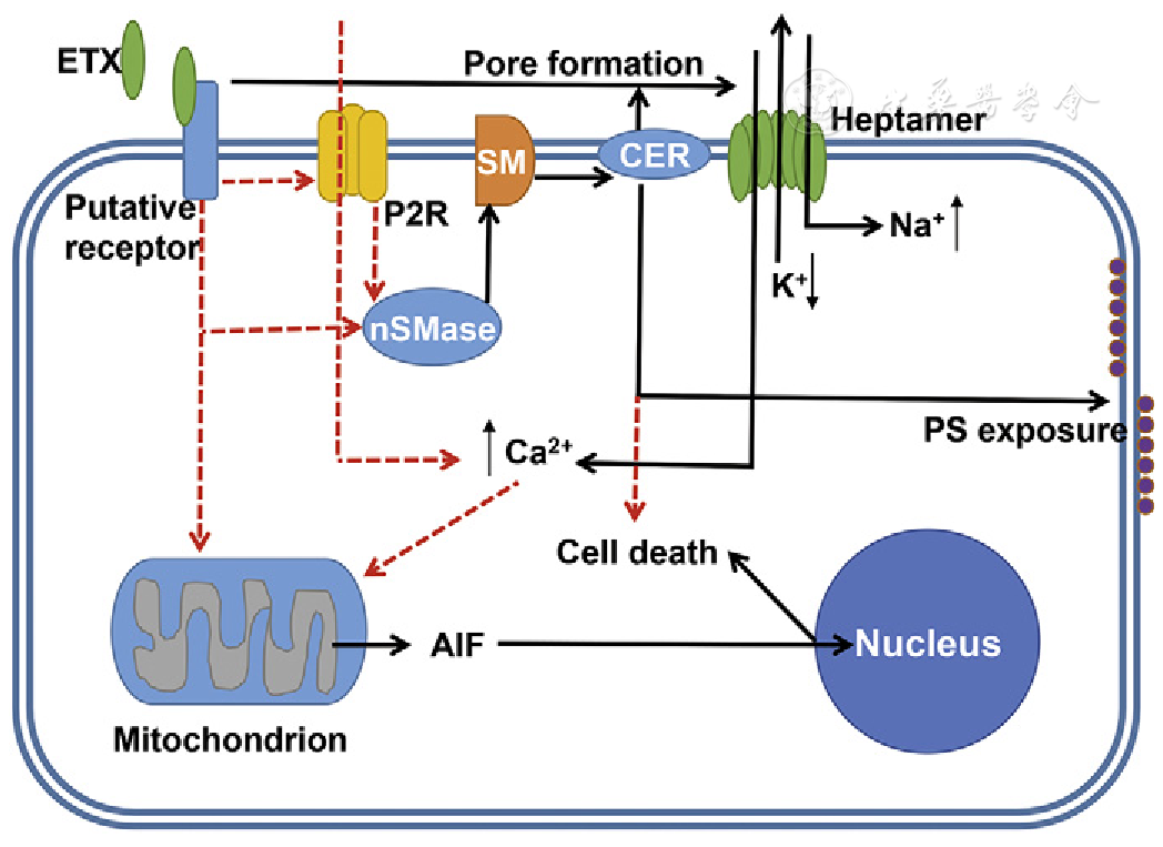 etx first binds to a putative receptor, such as mal protein.