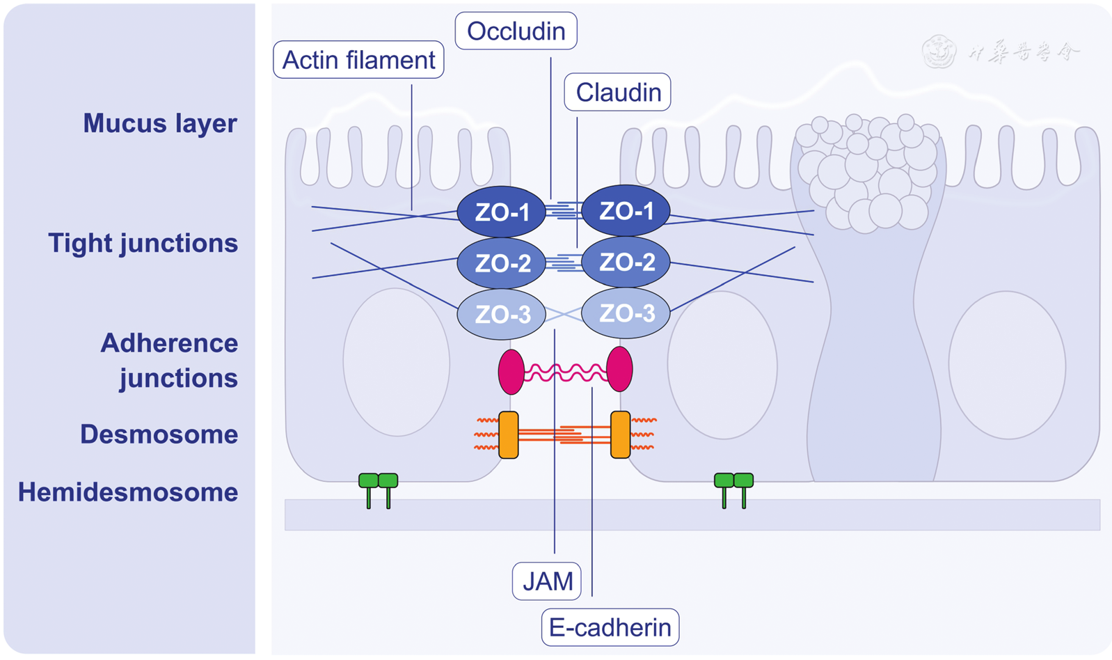 Involvement and therapeutic implications of airway epithelial barrier  dysfunction in type 2 inflammation of asthma