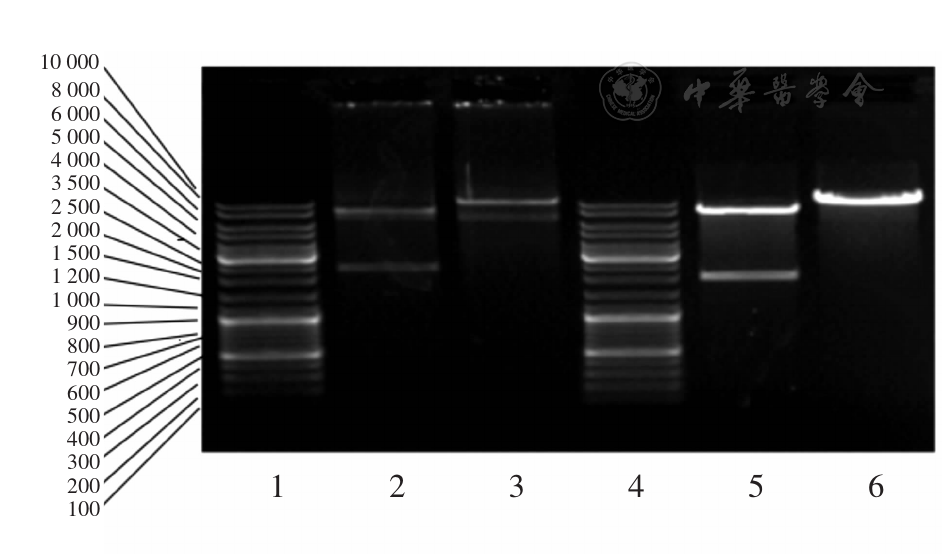 大鼠ezh2基因过表达质粒以及催化亚基缺失质粒构建及鉴定