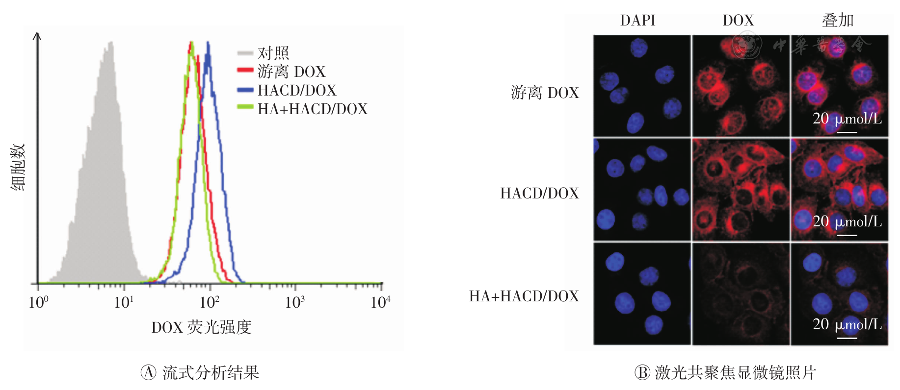 基于改性复合多糖的载阿霉素纳米粒子的制备及其靶向肝癌细胞的研究