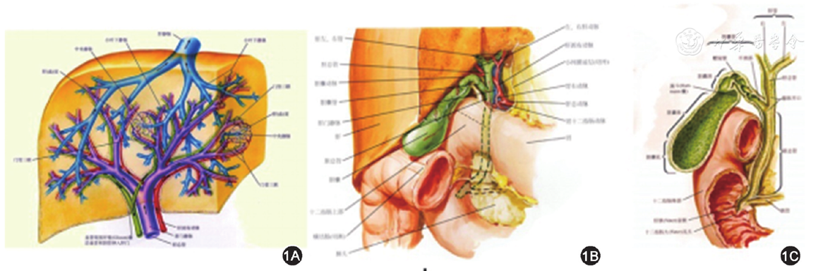 胆 图1 胆道系统解剖示意图(引自文献[2]):1a示肝内胆管的分布和走行