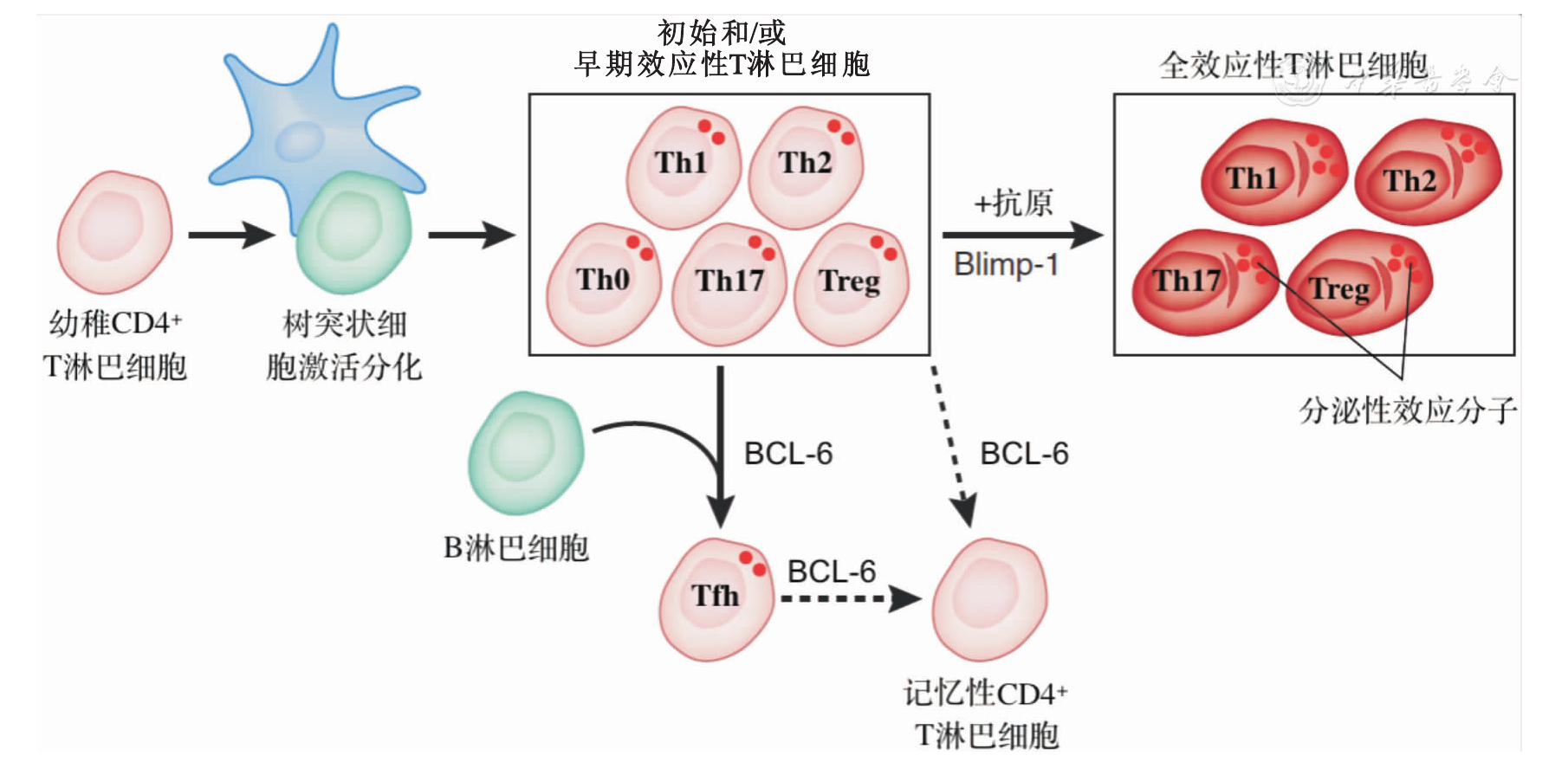 blimp-1调控t淋巴细胞在再生障碍性贫血发病机制中的研究进展