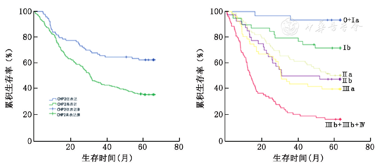 图2 胃癌患者的单因素生存分析曲线图 a:chp2蛋白表达相关生存曲线图
