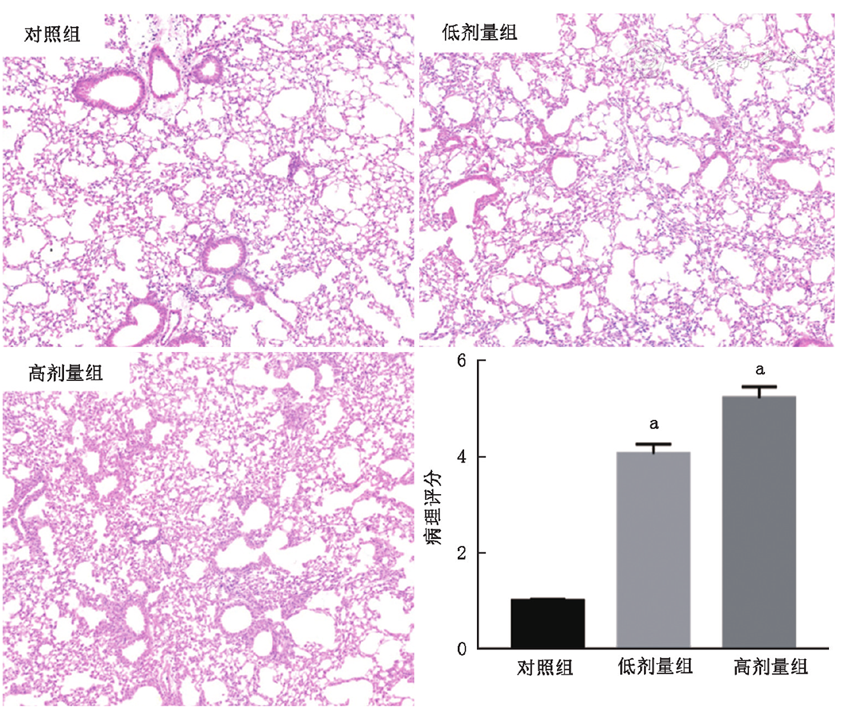 重复吸入阳离子胍类消毒剂引起小鼠肺的纤维化改变研究