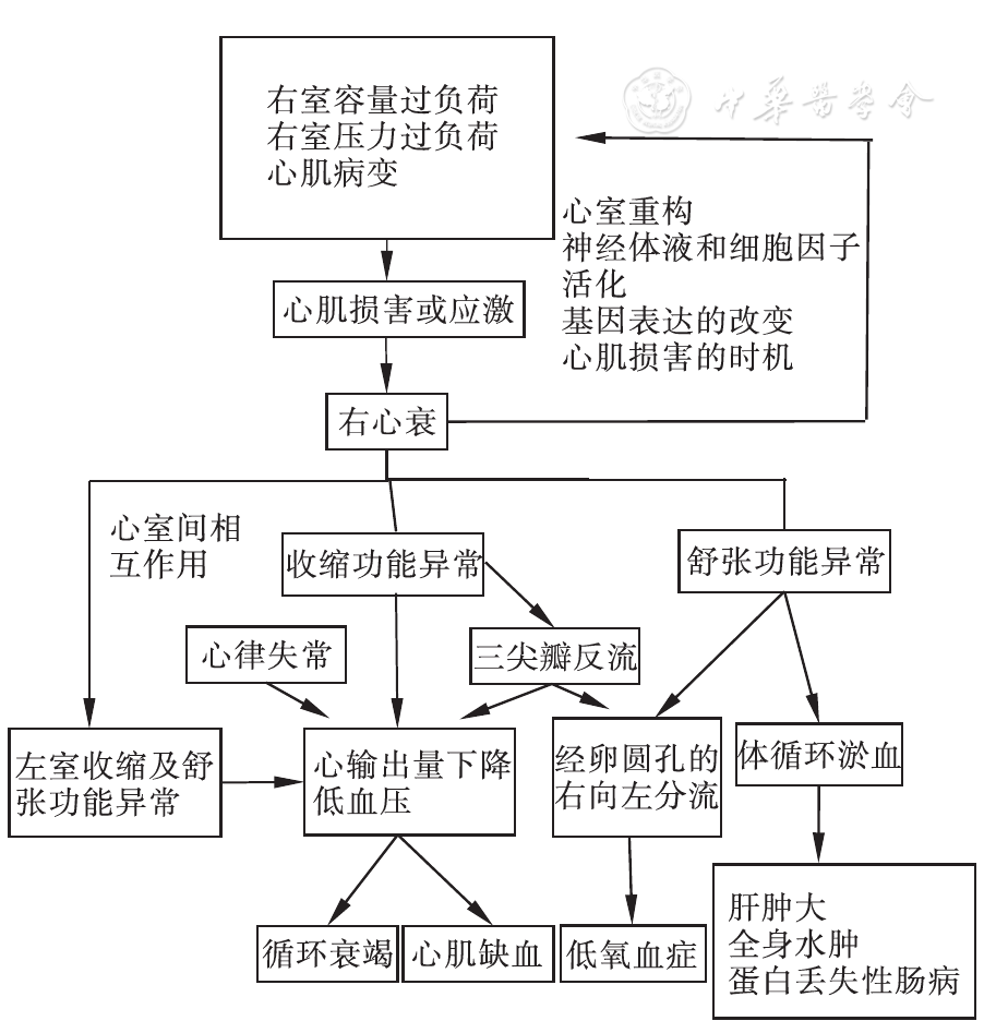 儿童右心衰的病因与治疗