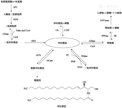 神经酰胺是一类复杂的鞘脂,位于鞘脂合成和降解代谢的中心(图1.