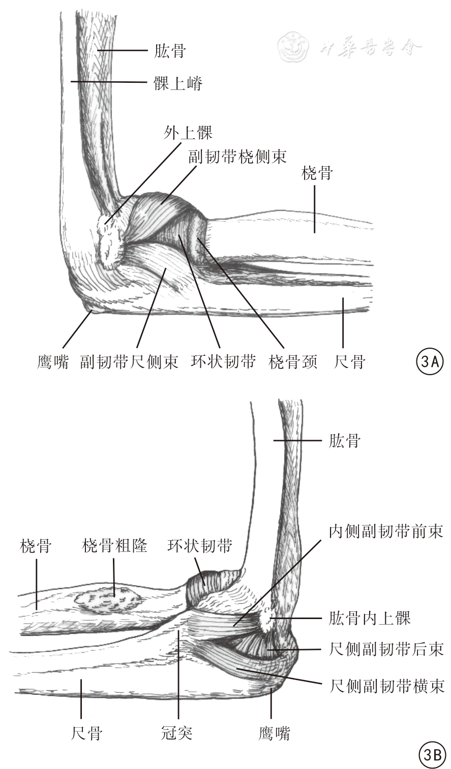 图3 肘关节主要韧带示意图 3a 外侧副韧带复合体由桡侧束,尺侧束和