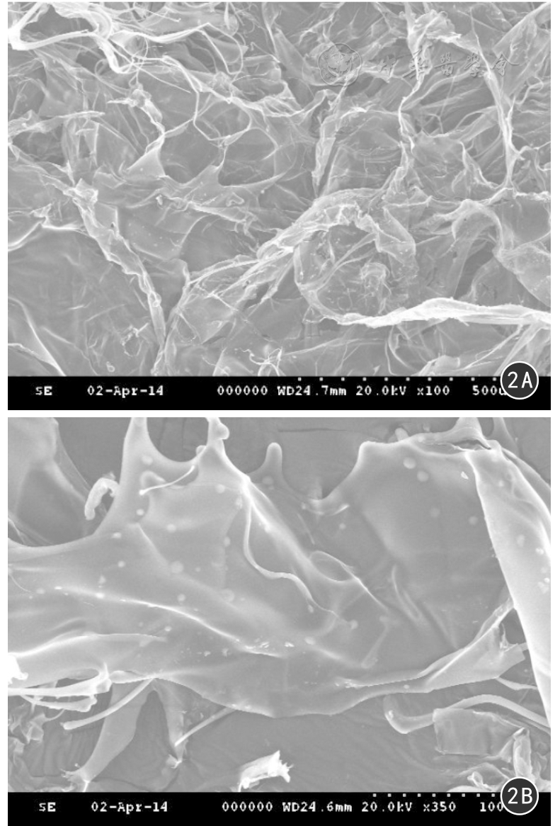 图2 冻干水凝胶扫描电镜照片  2a 水凝胶呈3d网状薄膜结构(×100)  2b