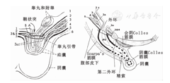 婴儿期腹股沟管与阴囊区异常的评价与管理