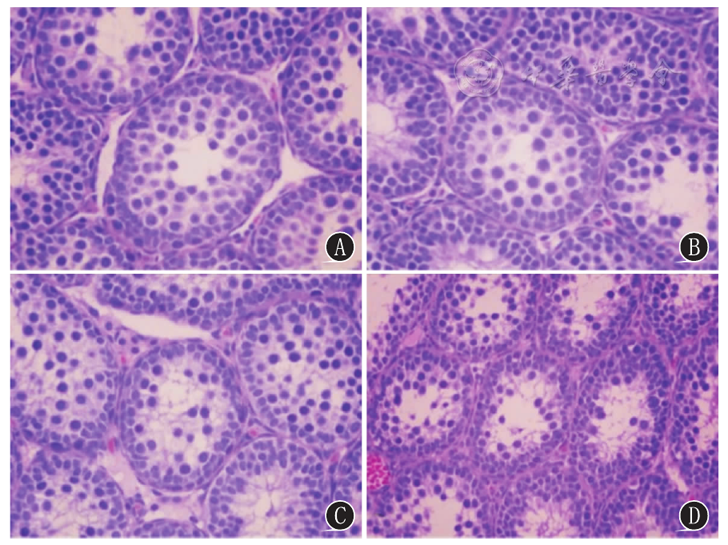 乙烯利对子代雄鼠睾丸病理结构及生精细胞凋亡的影响