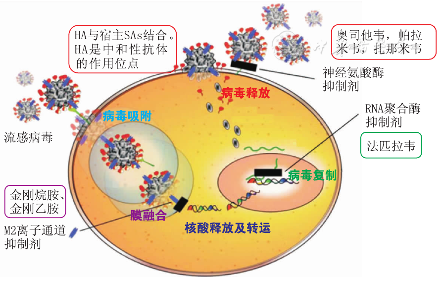 点击查看大图 图1 流感病毒复制周期中抗病毒药物作用靶点 figure 1