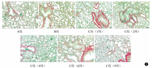 苦味酸-天狼猩红染色结果(图2:a组各大鼠肺组织结构完整清晰,肺泡壁