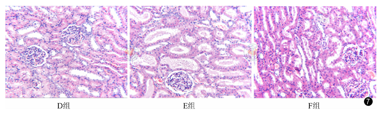 图7 比格犬肾组织he染色(×200)