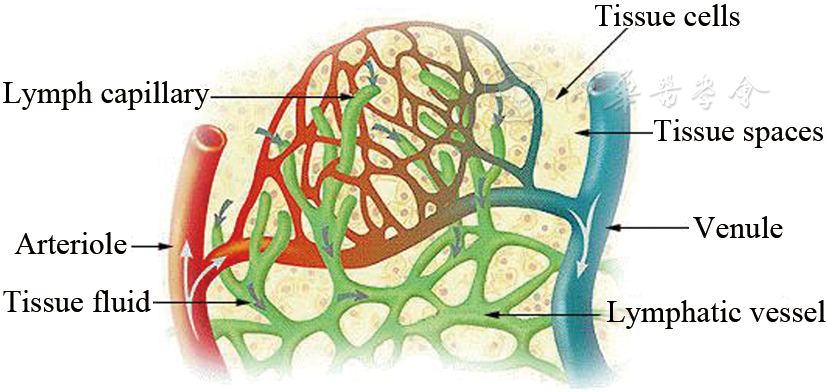 注:lymph capillary:毛细淋巴管;arteriole:小动脉;tissue fluid