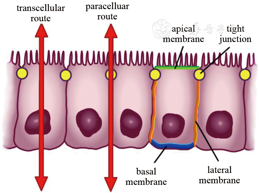 tight junction:紧密结合 图1 正常肠上皮细胞的选择性通透功能(图片