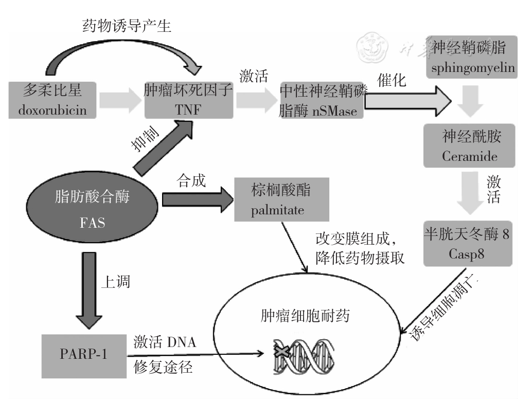 脂肪酸合酶在肿瘤中的研究进展