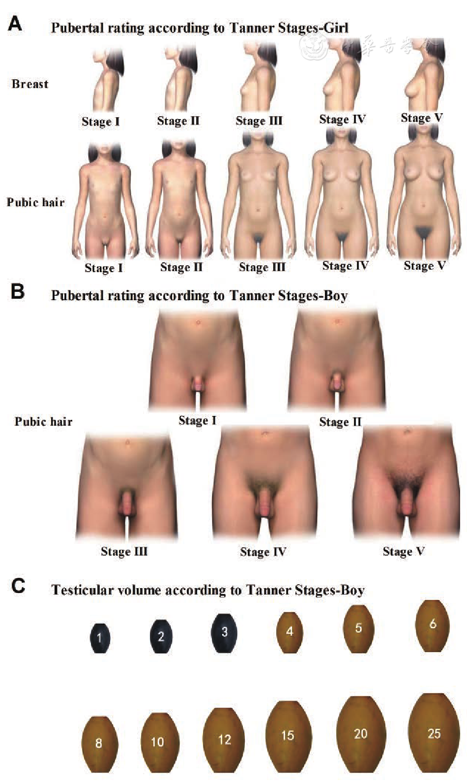 nude stages of puberty growth 