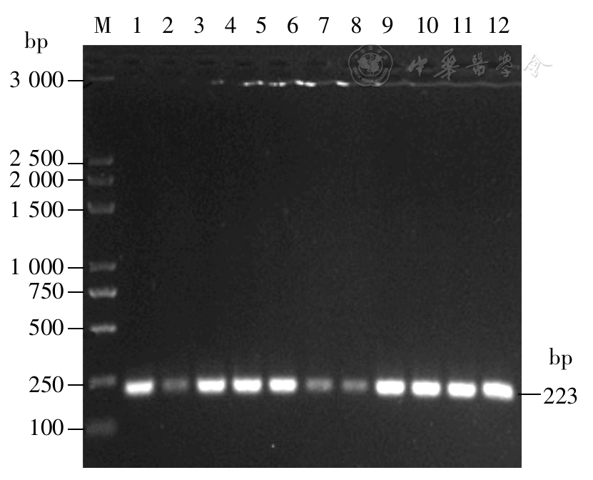 点击查看大图 图3 布鲁菌属特异性基因表面蛋白-31(bcsp31-pcr电泳图