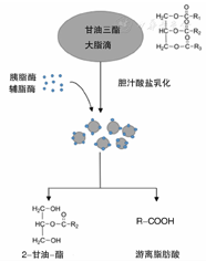 不同种胰酶作用后形成的物质片段