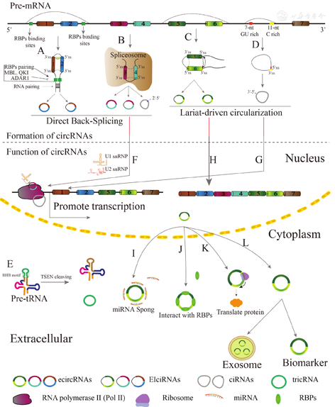 Circular RNAs: from biogenesis and function to diseases