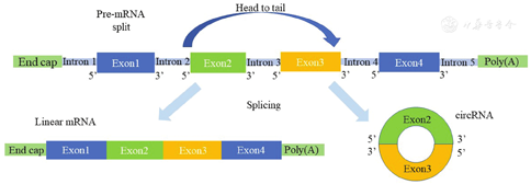 Circular Rna Circgramd1b Inhibits Gastric Cancer Progression By