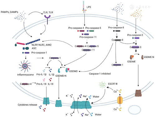 Molecular mechanisms and roles of pyroptosis in acute lung injury ...