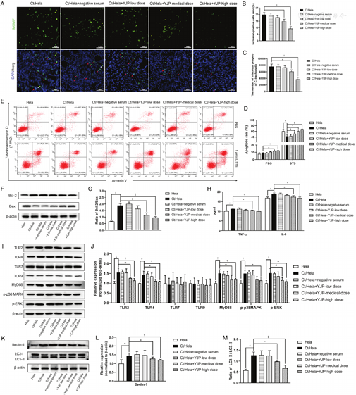 Yinjia pill inhibits persistent Chlamydia trachomatis infection