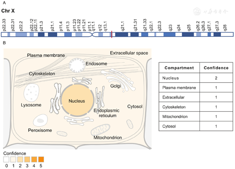 Emerging role of long non-coding RNA JPX in malignant processes and ...