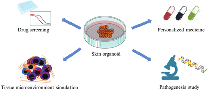 Skin Organoid Research Progress and Potential Applications
